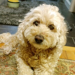 Fundraising Page: Viva Cleland